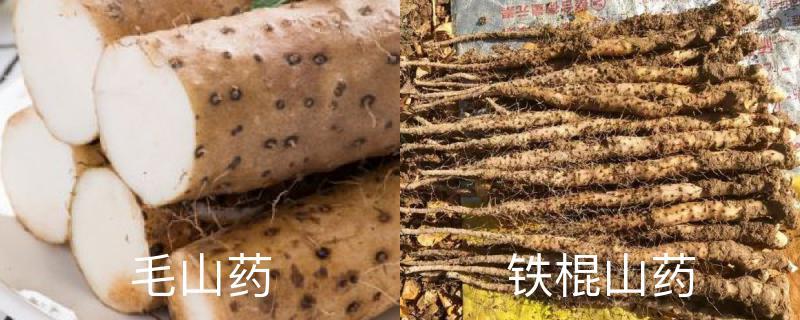 The difference between hairy yam and iron yam