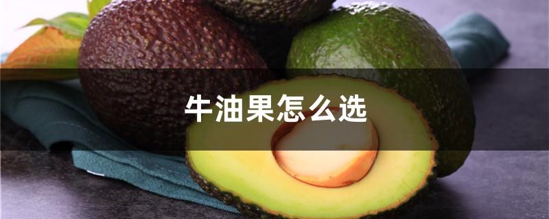 How to choose avocado, how much does avocado cost per pound