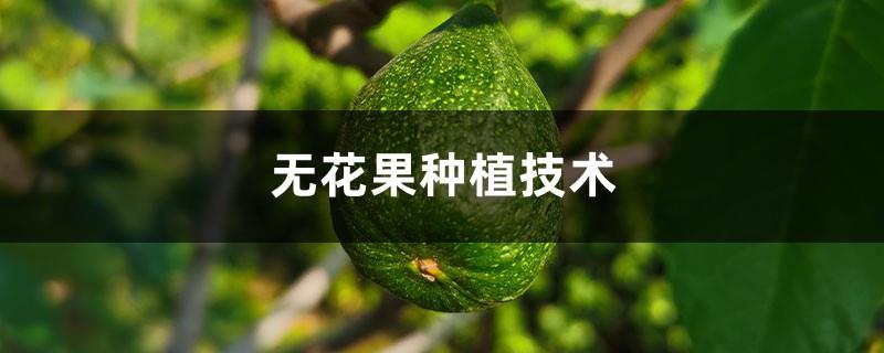 Fig planting technology, fig seedling price