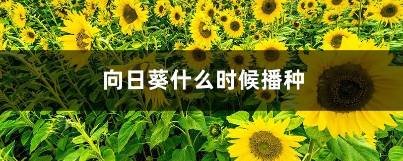 When do sunflowers sow, pictures of sunflower leaves