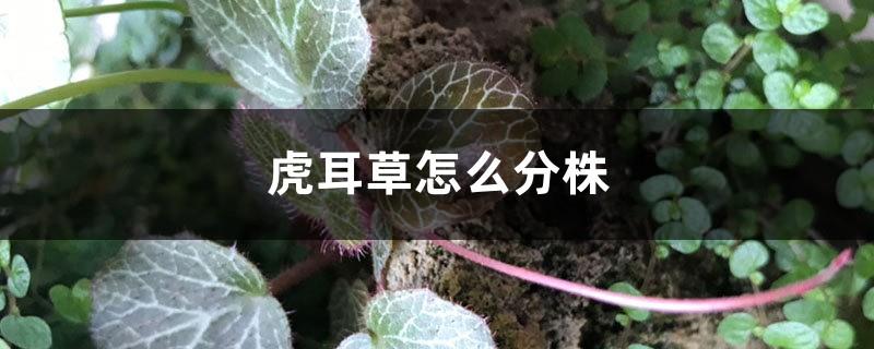 How to cultivate Saxifrage by divisions and what are the propagation methods