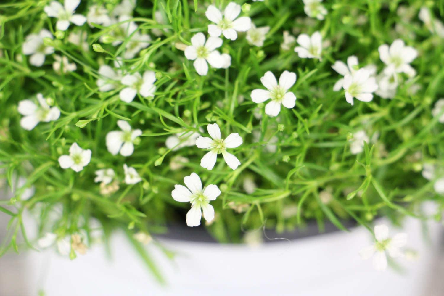 Gypsophila