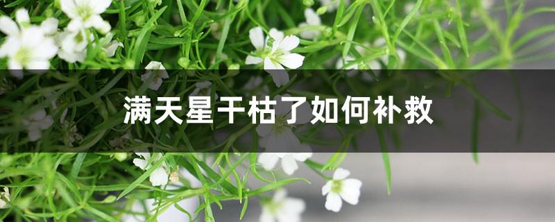 How to remedy the dryness of gypsophila, Illustration of pruning method of gypsophila