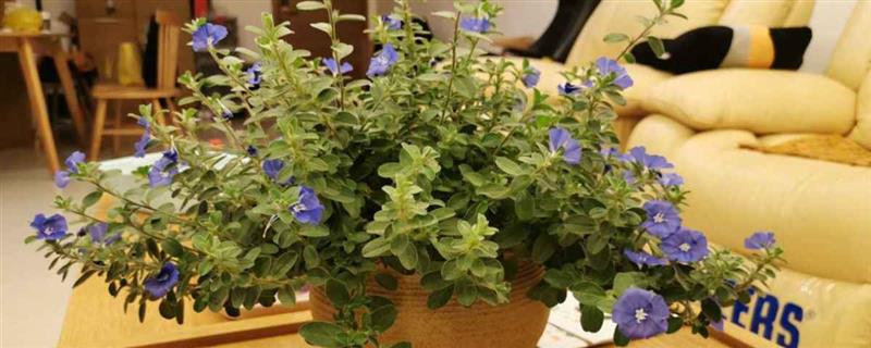 How to grow flowers indoors without dying, how to grow flowers indoors to make them flourish