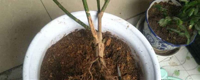 How to drain stagnant water from potted plants, and how to check whether there is stagnant water in a flowerpot