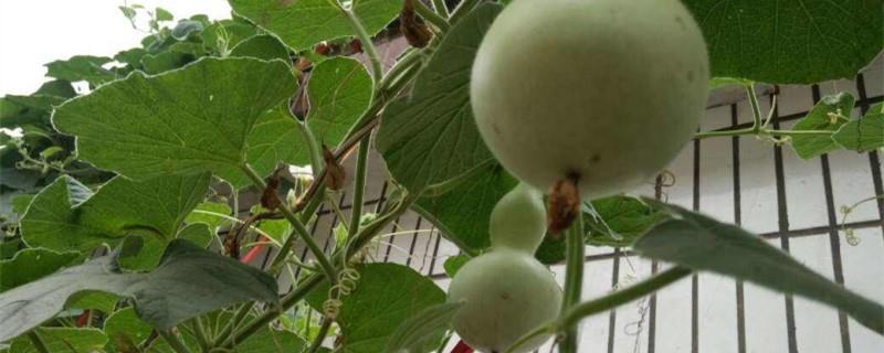 How can gourds bear more fruit? How to raise gourds to bear fruit