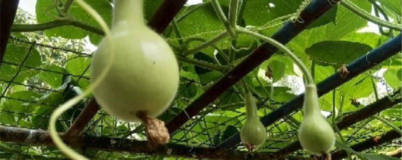 How can the gourd turn yellow? How can the gourd turn yellow quickly?