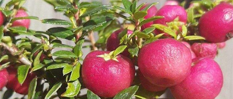 Cultivation methods of bilberries