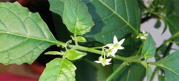 Cultivation methods of solanum nigrum