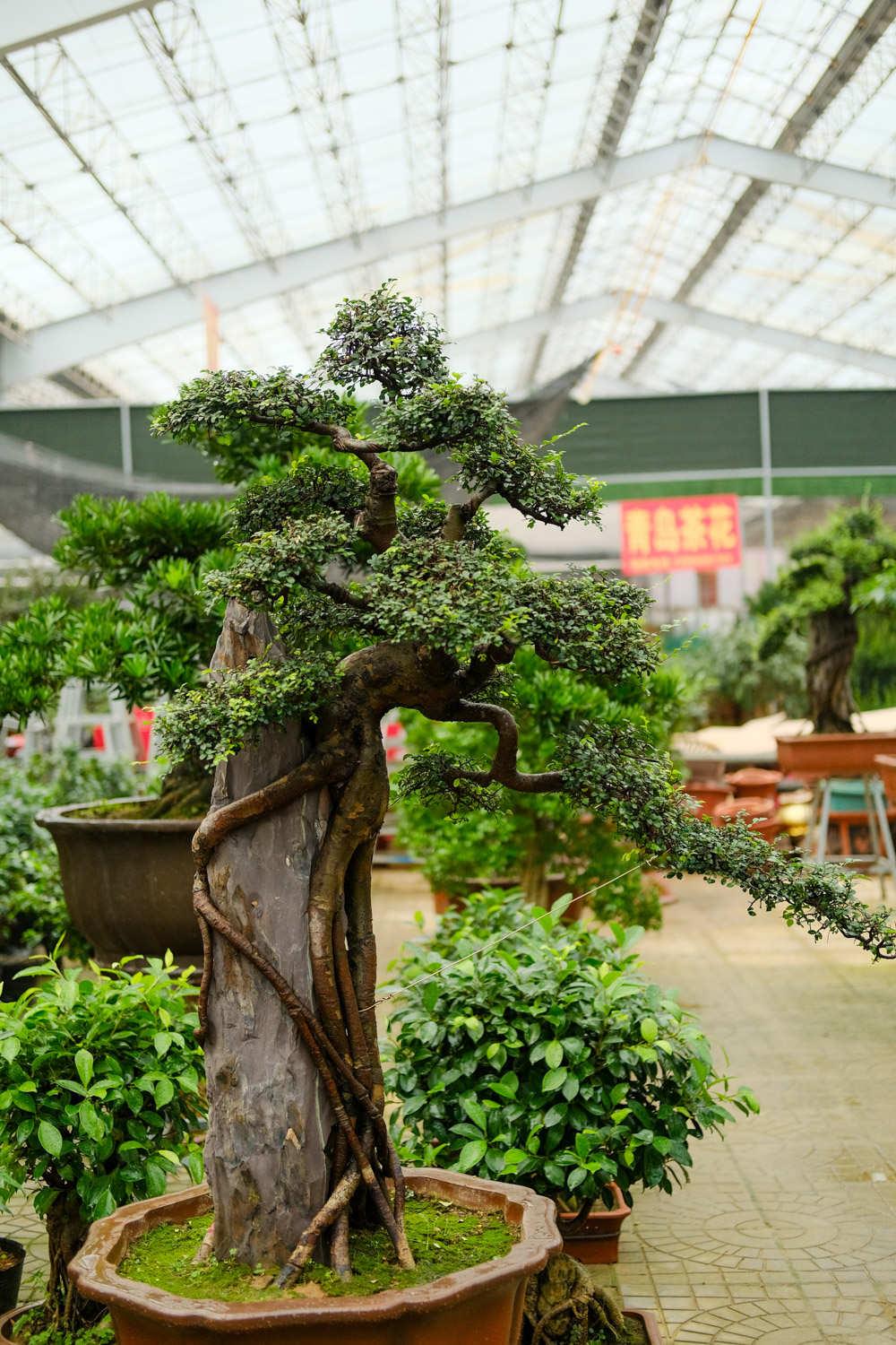 Bonsai