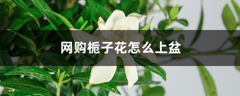 How to pot gardenias purchased online