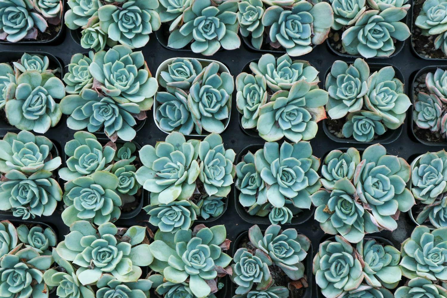 Succulent