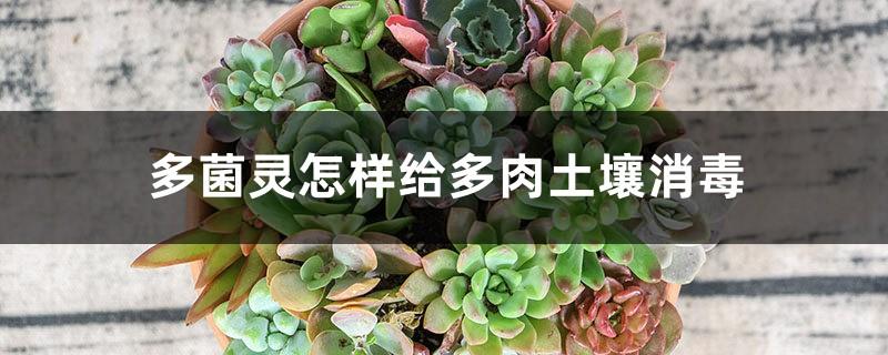 How to disinfect succulent soil with carbendazim