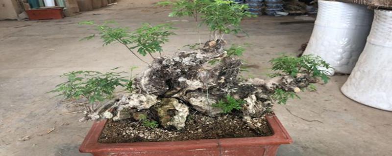 How to plant and raise yellow vitex