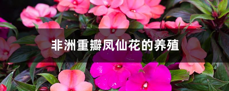 Cultivation of African Double-petaled Impatiens