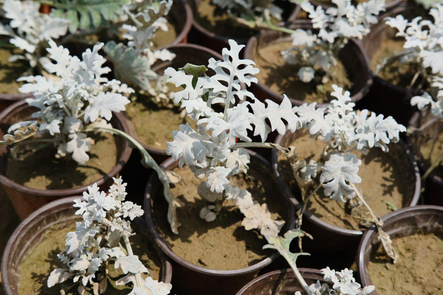 Silver Leaf Chrysanthemum