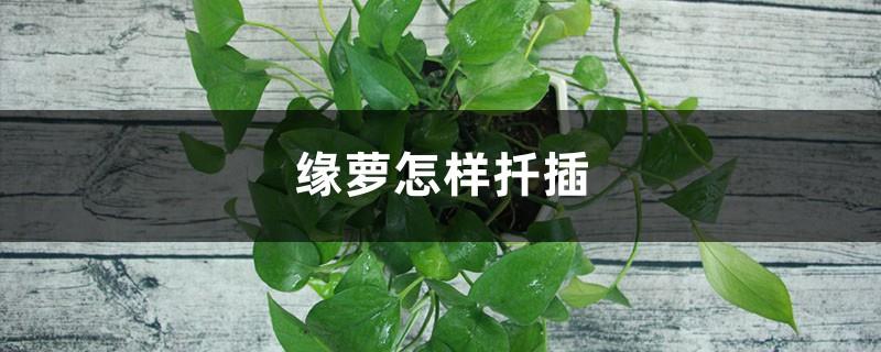 How to Cut Pothos