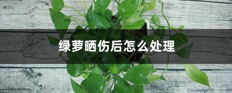 How to deal with sunburn of green radish