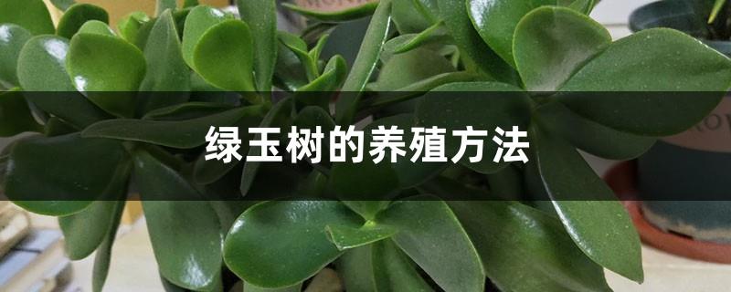 Cultivation methods of green jade tree