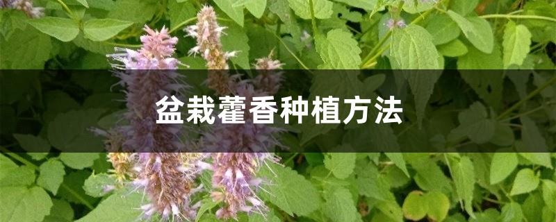 Planted Patchouli Planting Methods