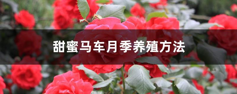 Sweet Carriage Rose Breeding Method