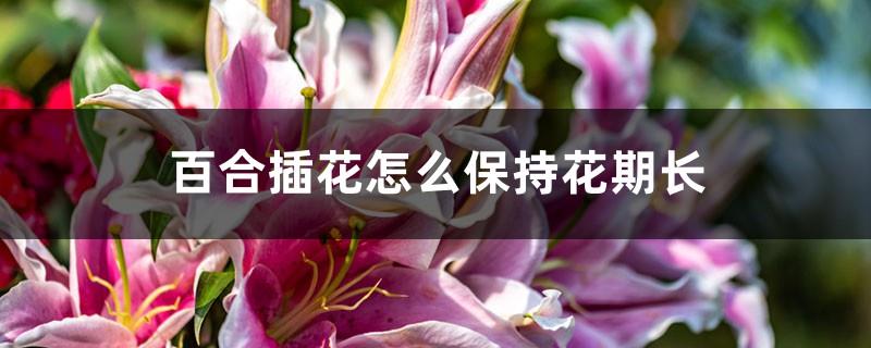 How to maintain a long flowering period in lily flower arrangements