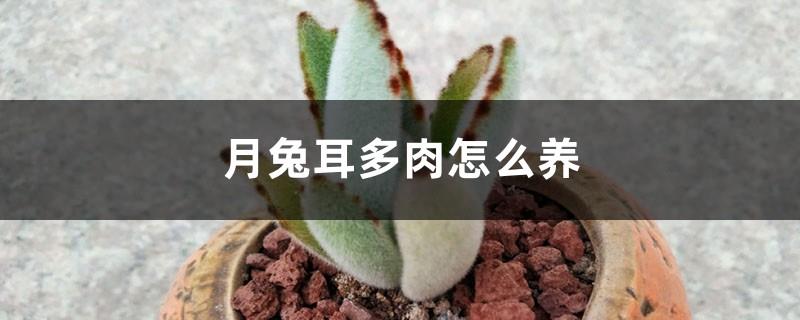 How to raise succulent moon rabbit ears