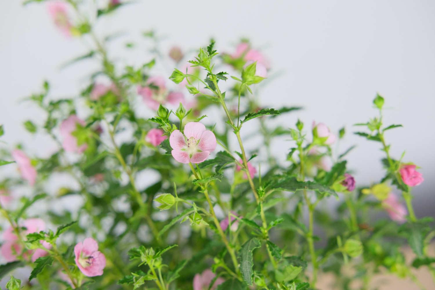 Little Hibiscus