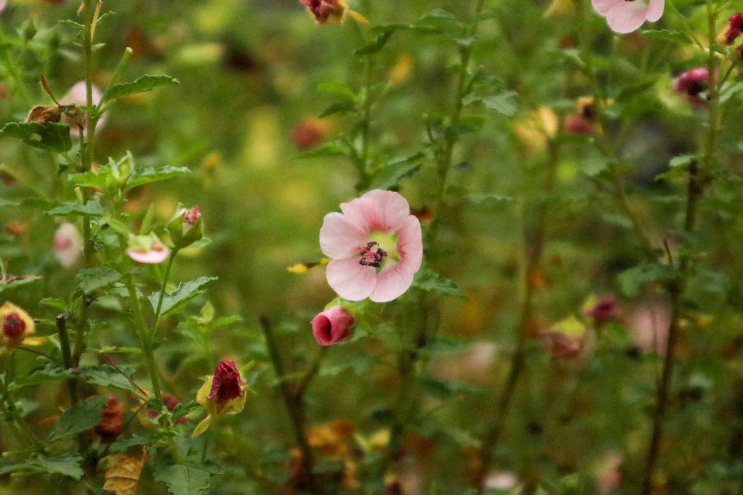 Little Hibiscus