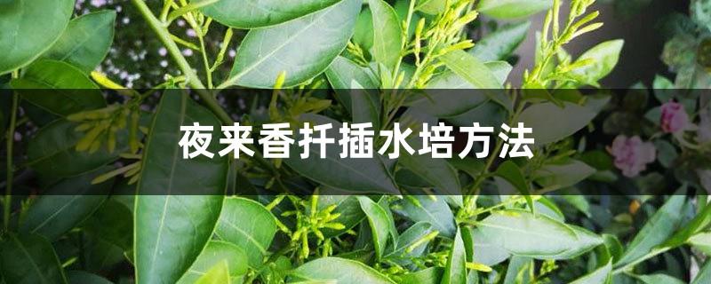 Hydroculture method of tuberose cuttings