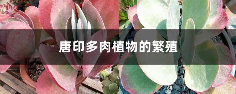 Propagation of Tangyin Succulents