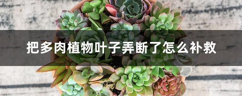 How to repair broken succulent leaves