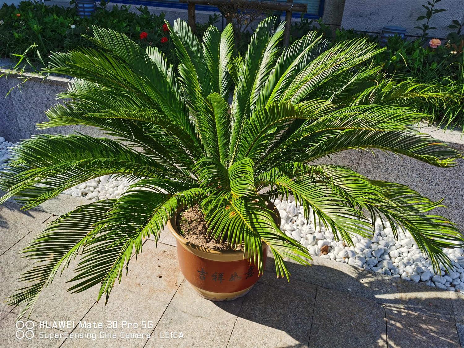 Cycad