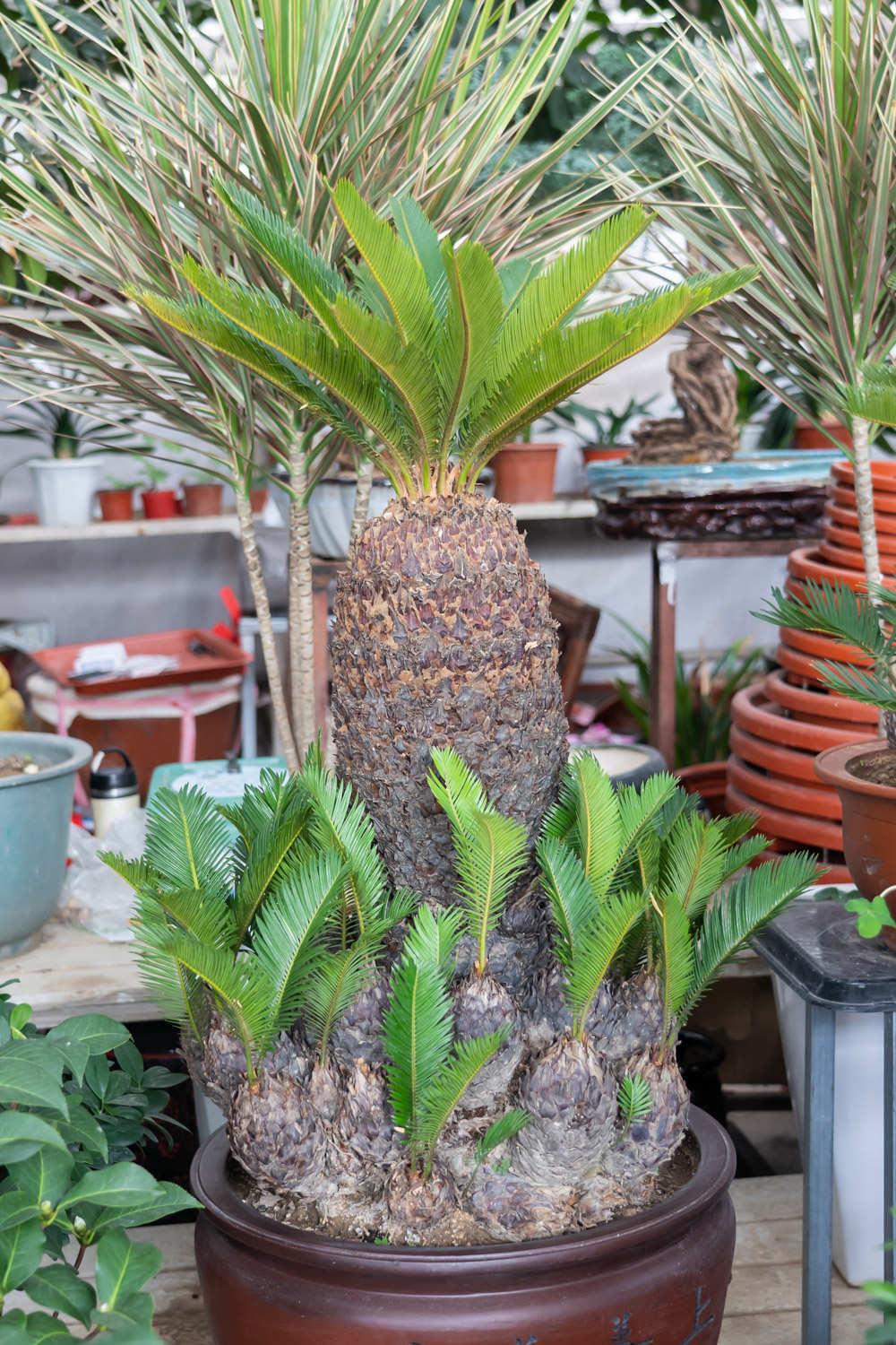 Cycad