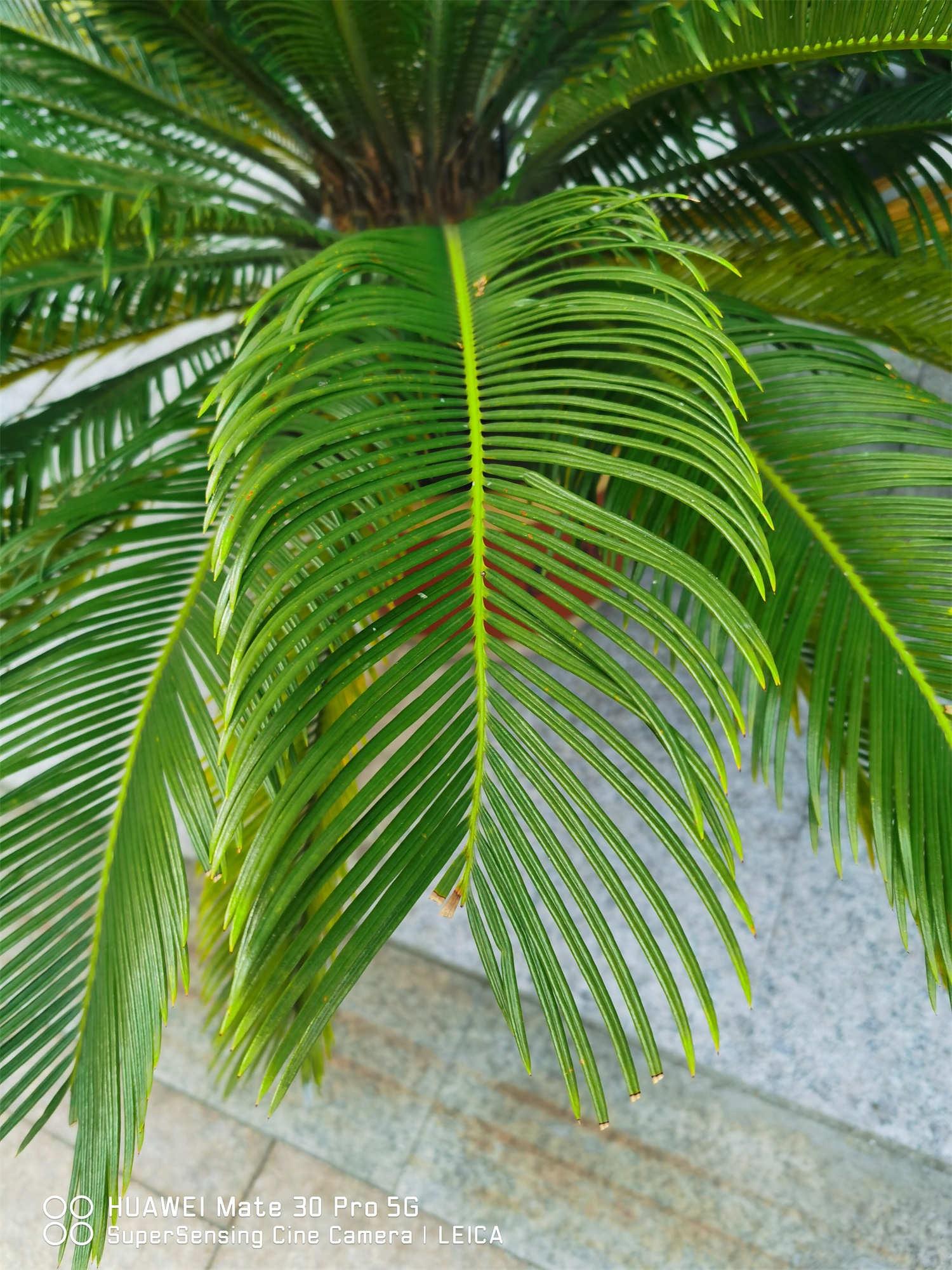 Cycad