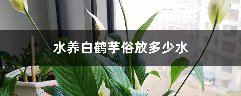 How much water is needed to grow Spathiphyllum in water