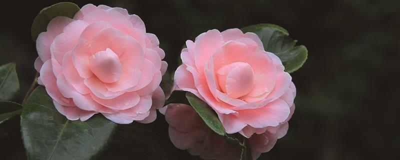 What is the spacing between plants and rows when planting camellia?