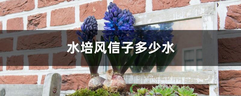 How much water to put in hydroponic hyacinths