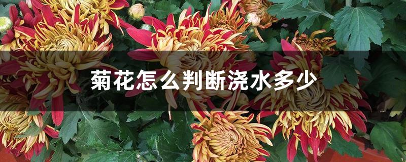 How to judge how much to water chrysanthemums