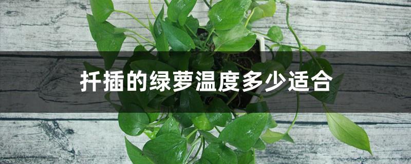 What is the suitable temperature for cutting pothos?