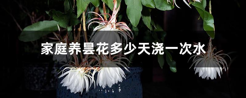 How many days should you water epiphyllum at home?