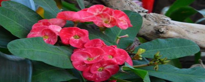 How to fertilize the rhododendron plum