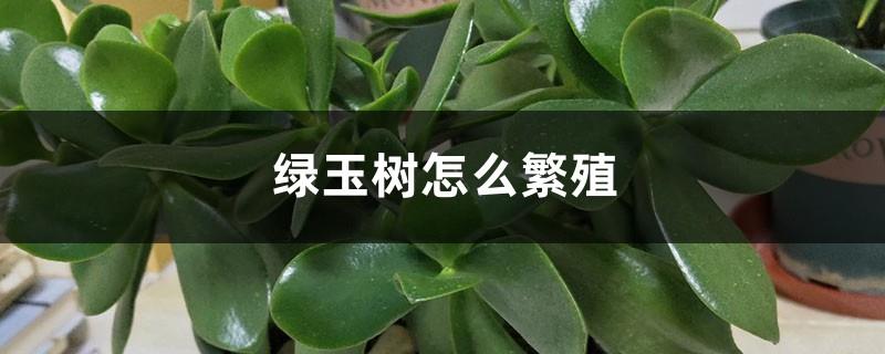 How to Propagate Green Jade Tree