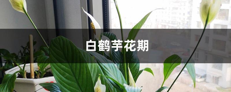 How to care for Spathiphyllum after flowering