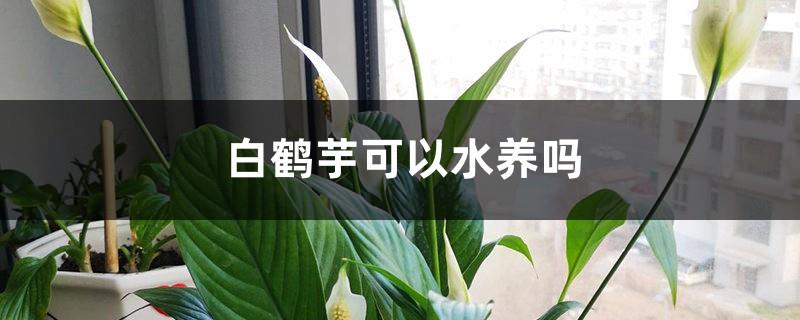 Can Spathiphyllum be grown in water?