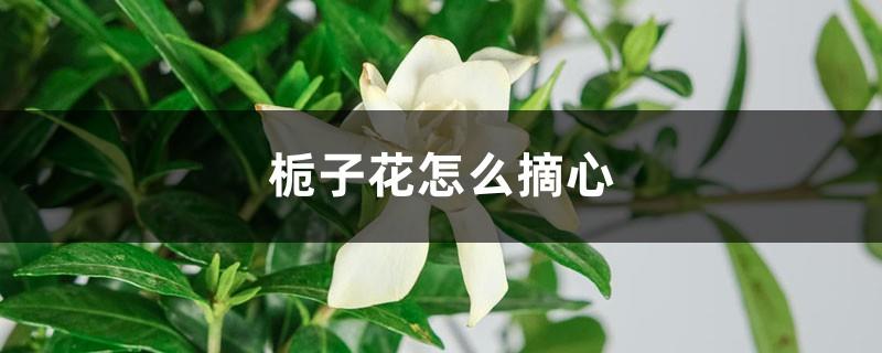 How to top gardenias