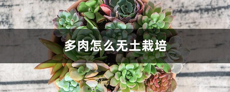 How to cultivate succulents without soil