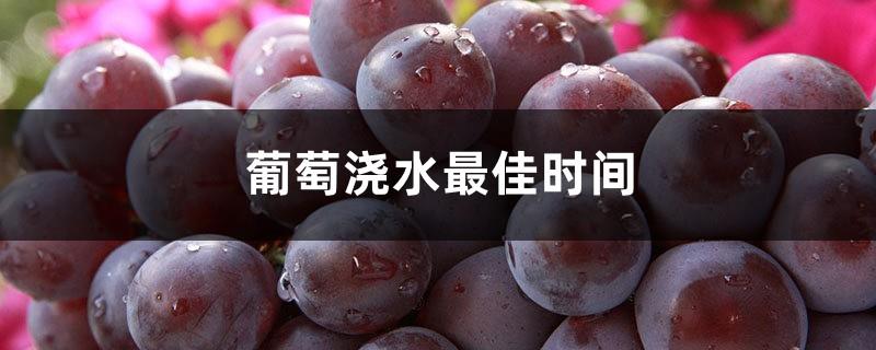 The best time to water grapes