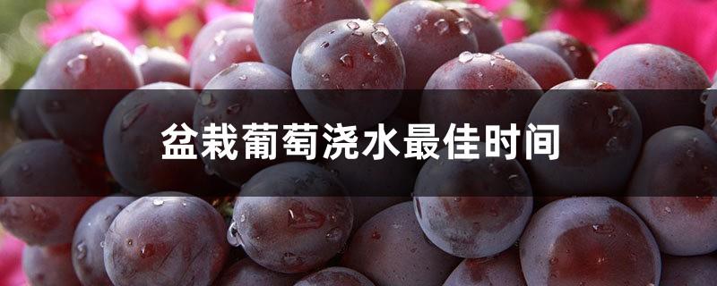 The best time to water potted grapes