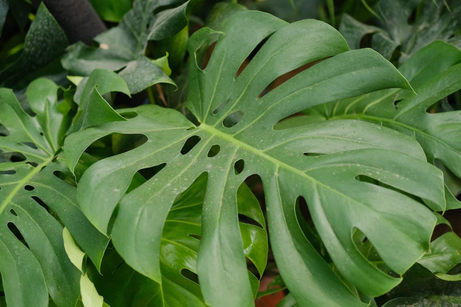 Monstera